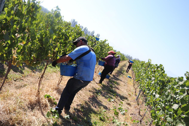 蓝菲考察团拜访安智利雅家族酒庄